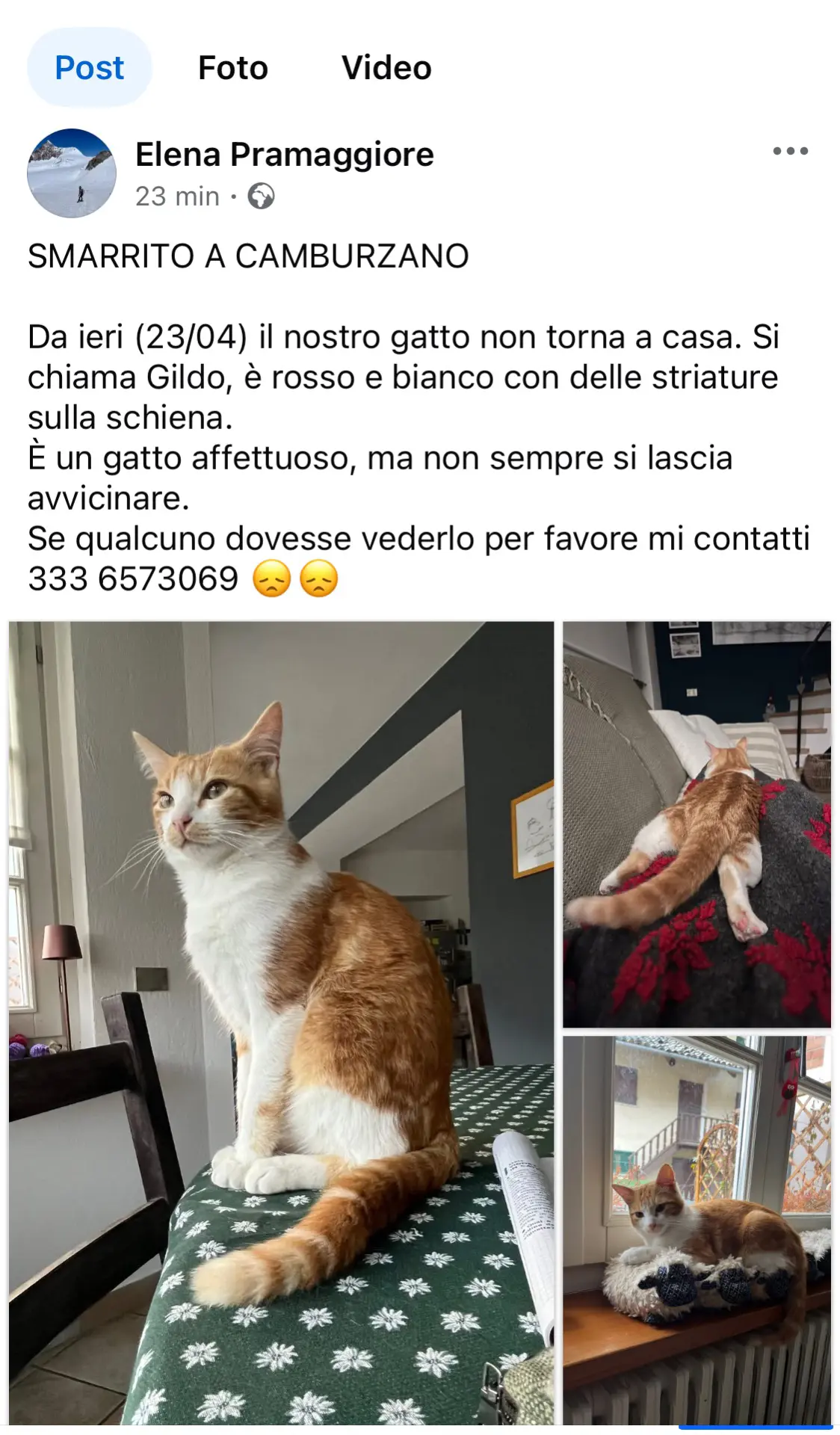 gatto lost   13900 Bielle Gildo
