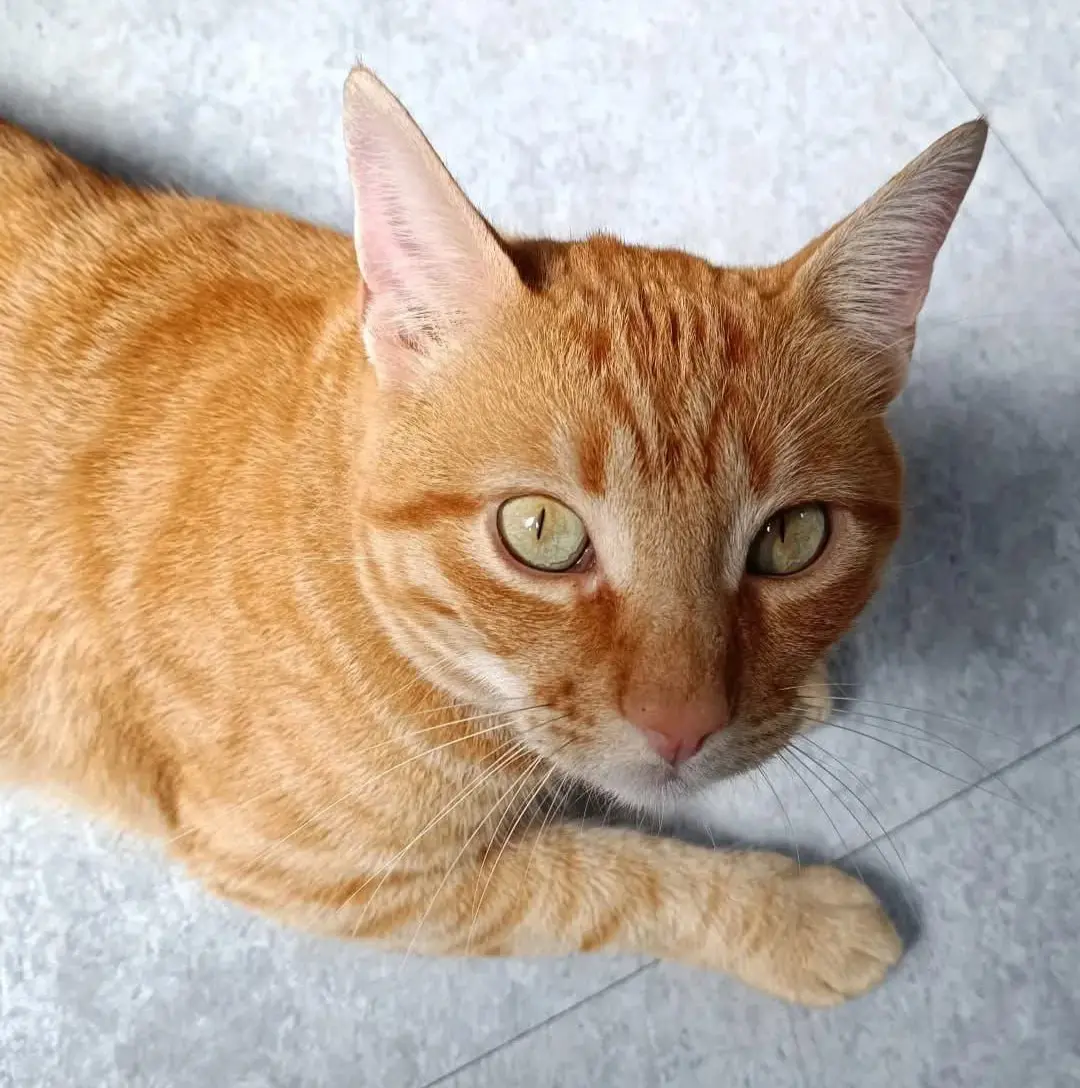 gatto lost   13900 Bielle Simba