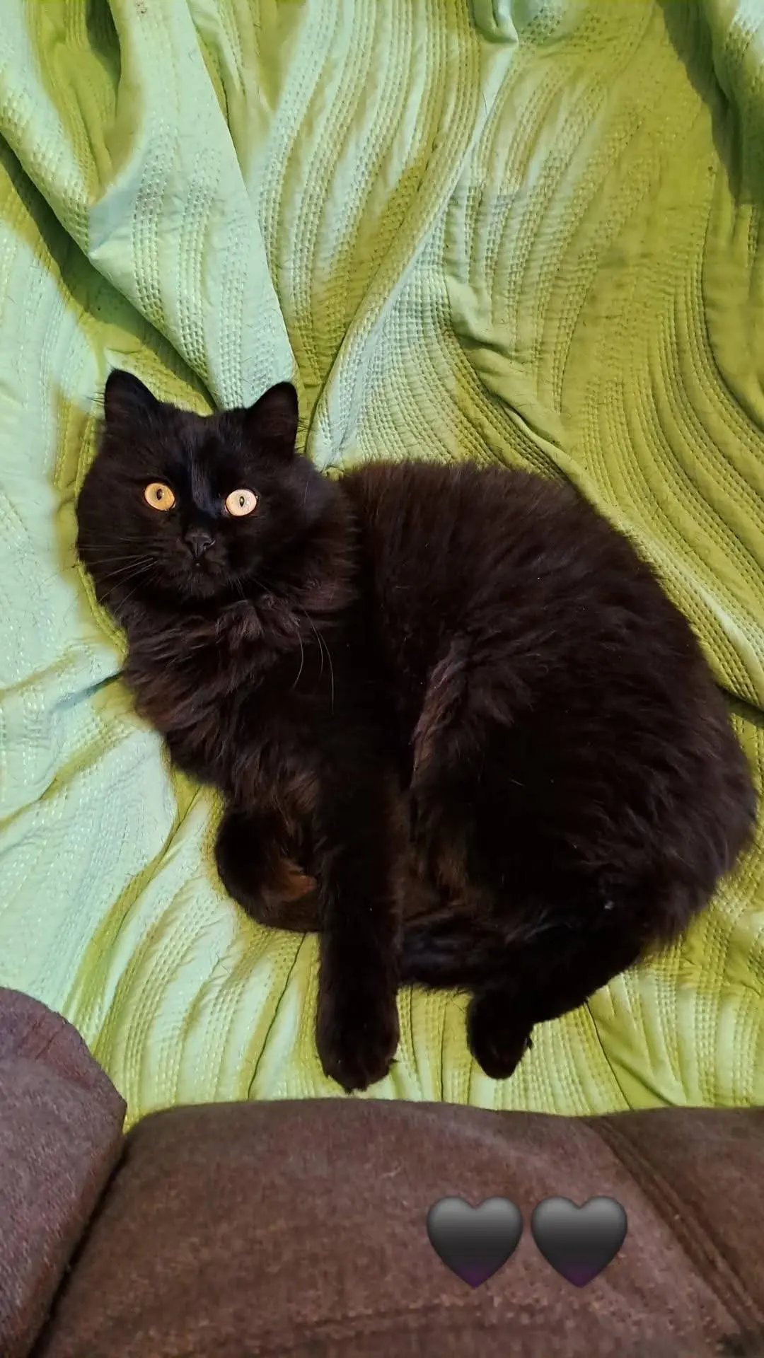 gatto lost   13895 Graglia Devil