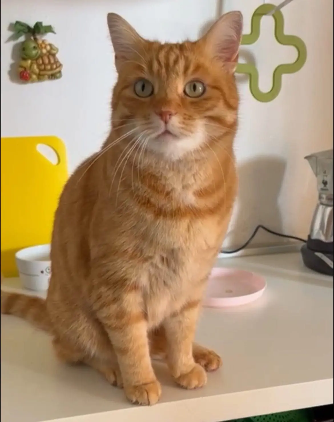 gatto lost   13897 Occhieppo Inferiore Vasco