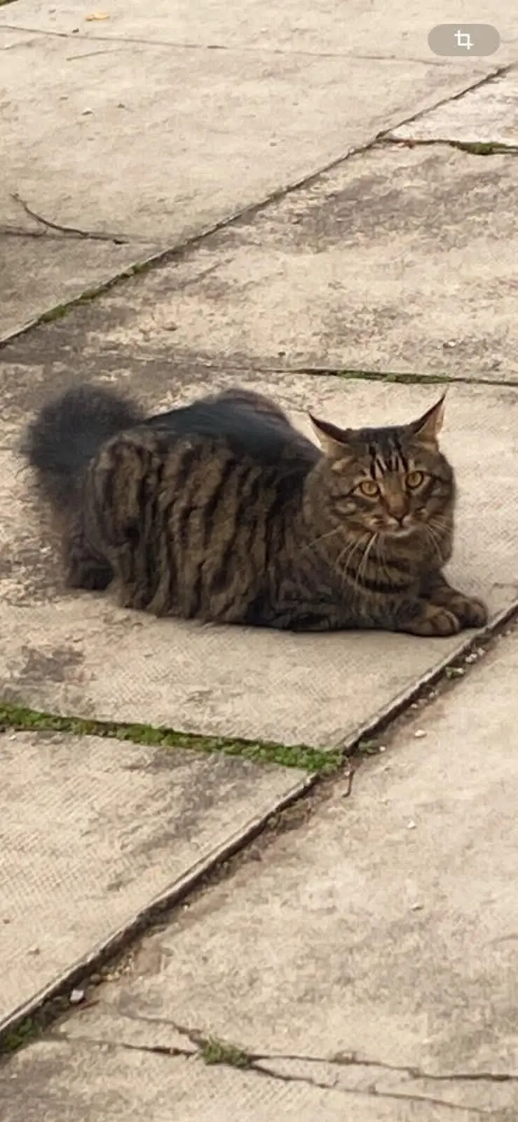 gatto lost    Bologne Teo