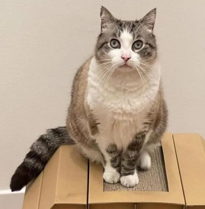 gatto lost    Bologne Travertino