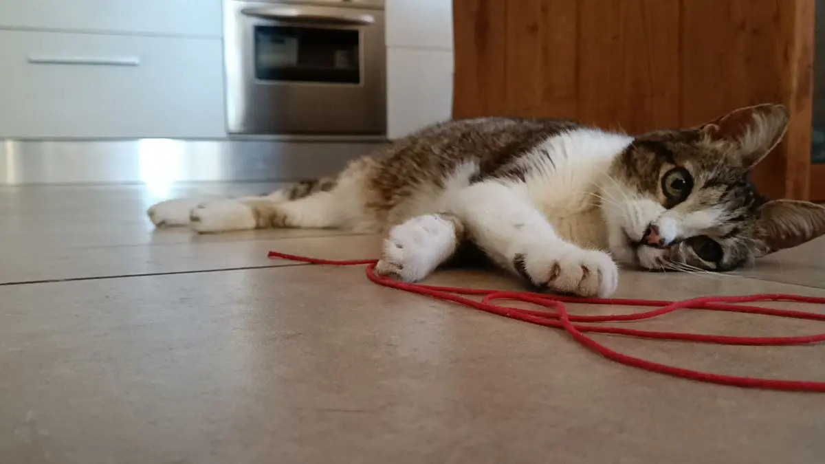 gatto lost    Bologne Travis