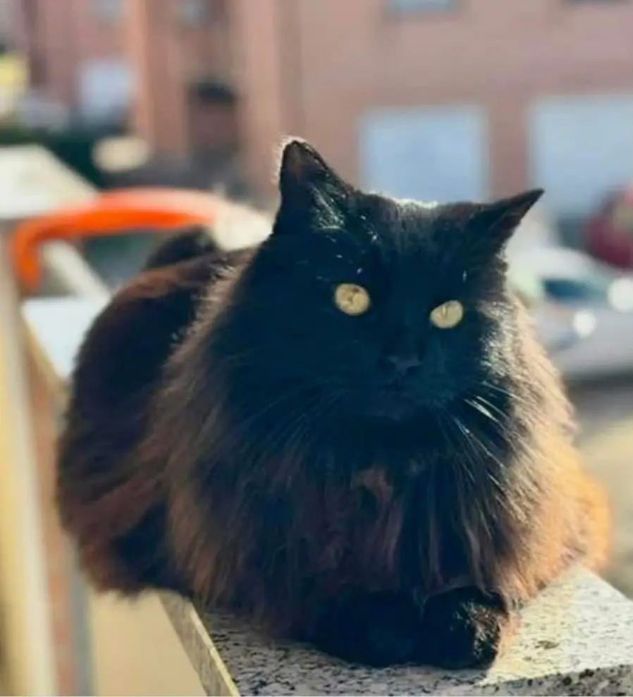 gatto lost   40017 San Giovanni in Persiceto Gilberto