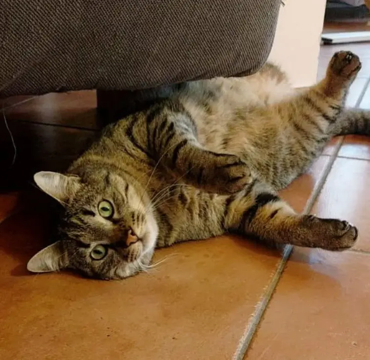 gatto lost   40057 Granarolo dell'Emilia Peluche