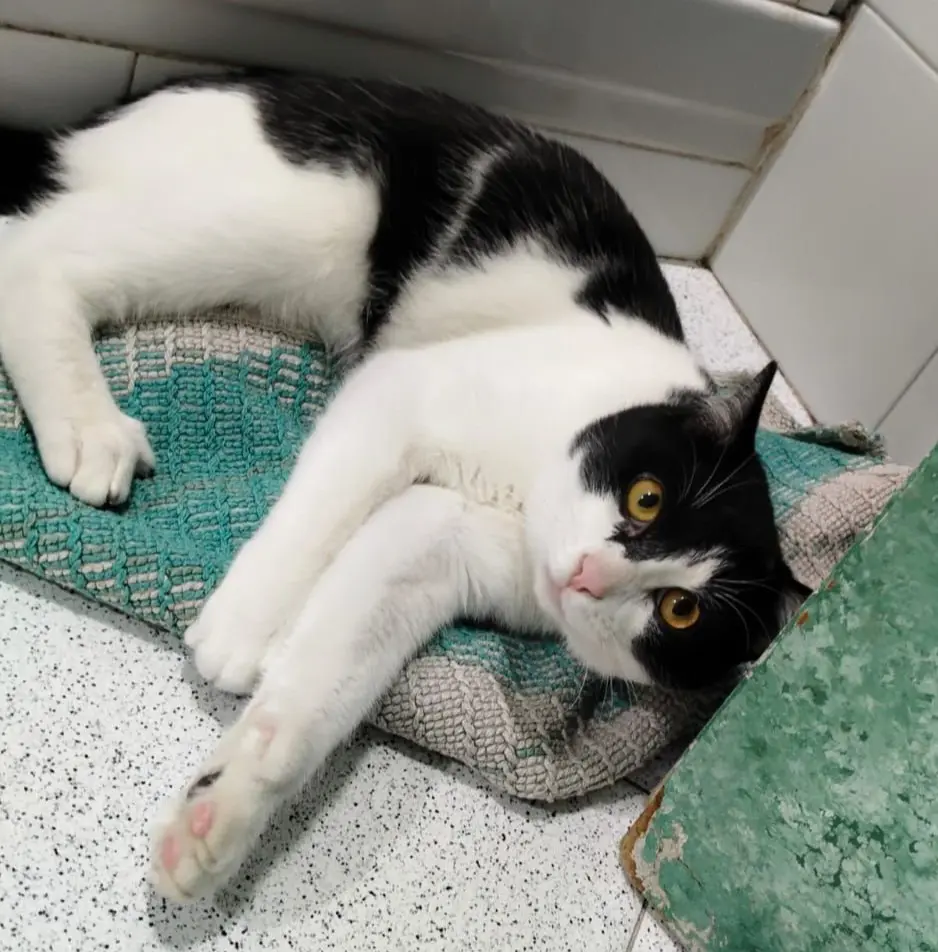 gatto lost   25080 Muscoline Alvaro