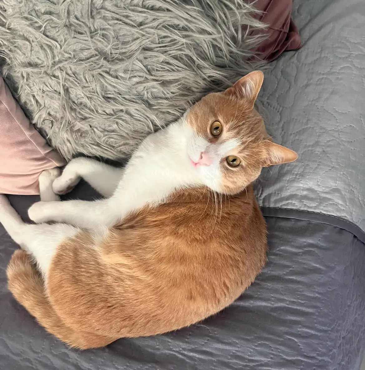 gatto lost   25079 Vobarno Ash