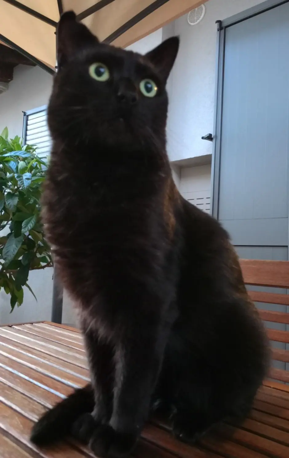 gatto lost   25030 Castrezzato Black