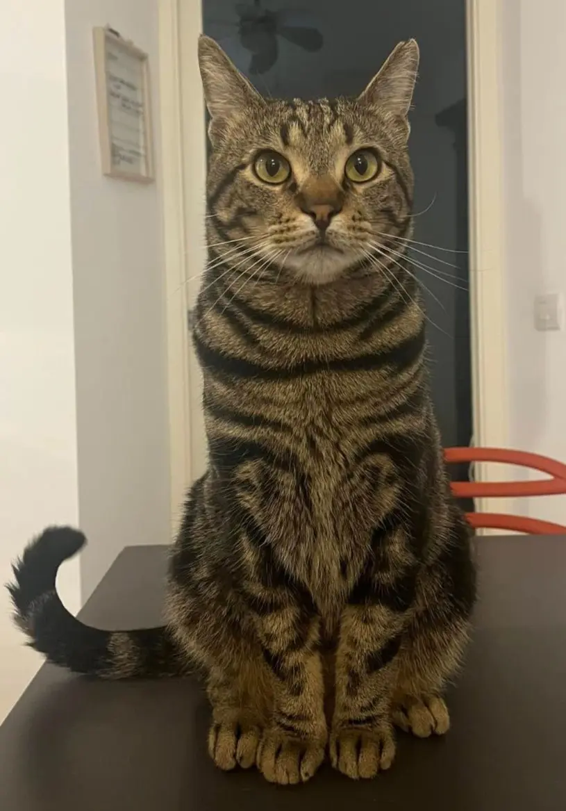 gatto lost   25121-25136 Brescia Kefir