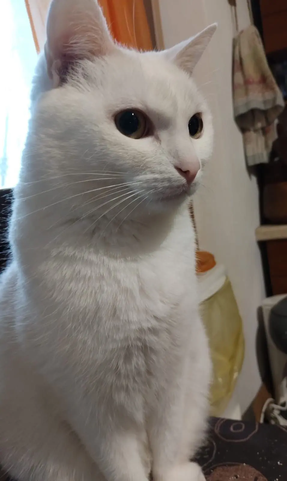 gatto lost   25121-25136 Brescia Miso