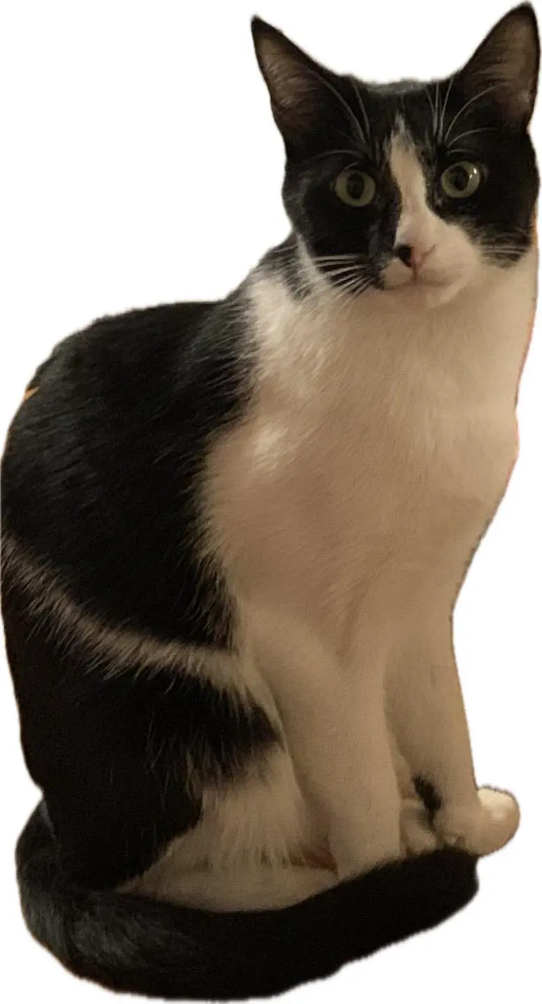 gatto lost   25121-25136 Brescia Pablo