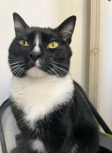 gatto lost   25121-25136 Brescia Pippi