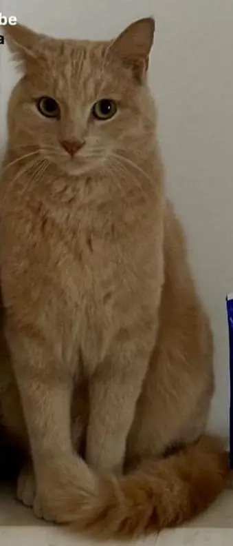 gatto lost   25121-25136 Brescia Rasheed