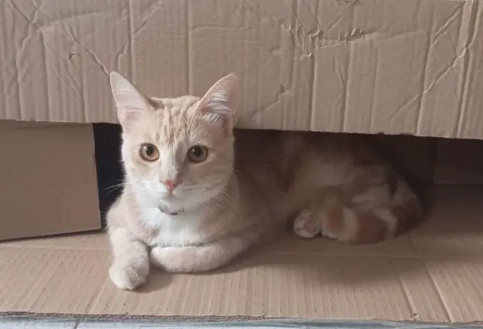 gatto lost   25080 Paitone Daryl