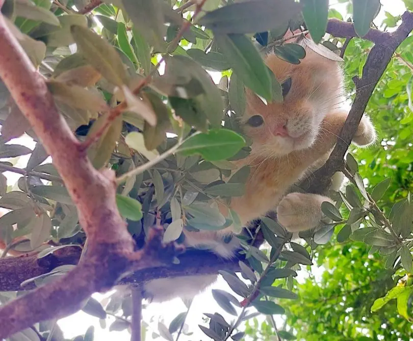 gatto lost   25045 Castegnato Elio