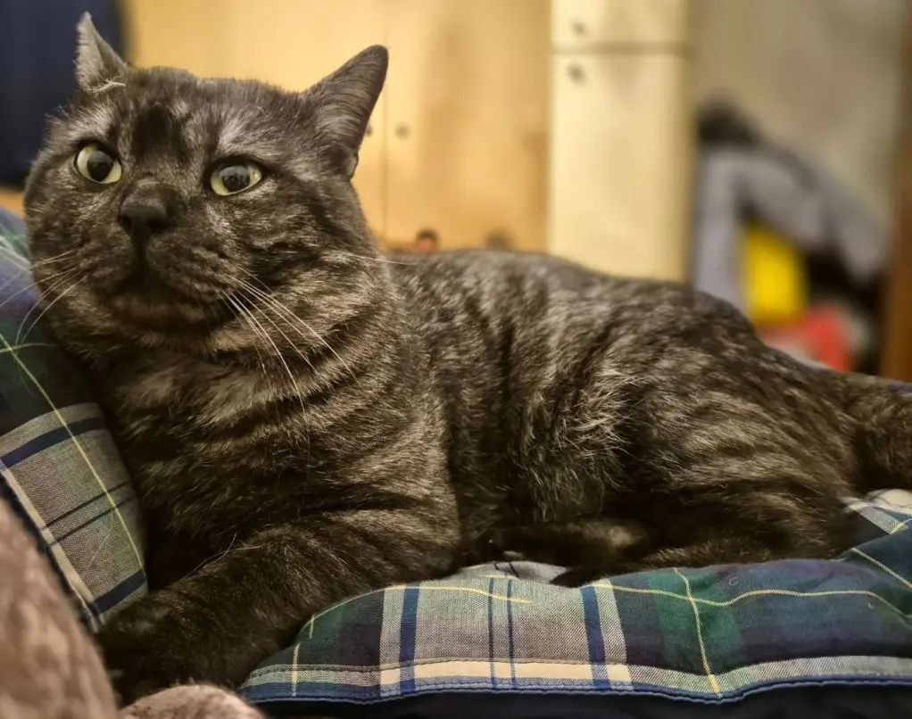 gatto lost   25050 Rodengo Saiano Eros