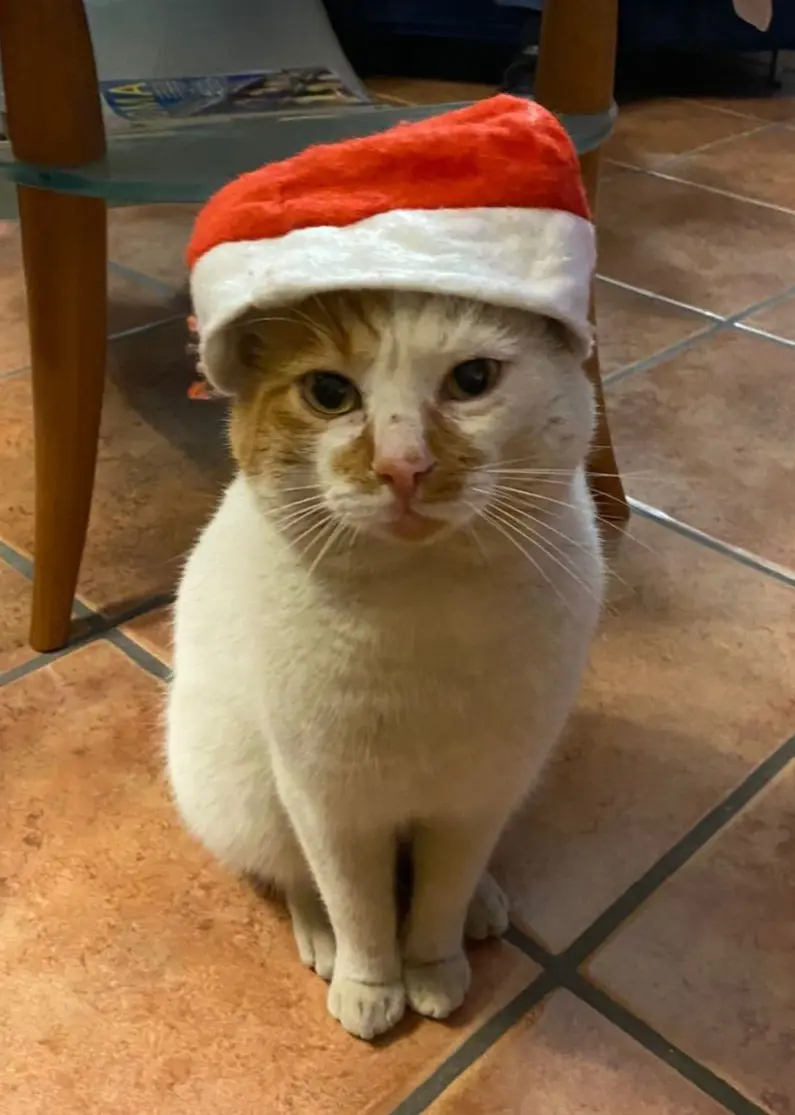 gatto lost   25080 Prevalle John