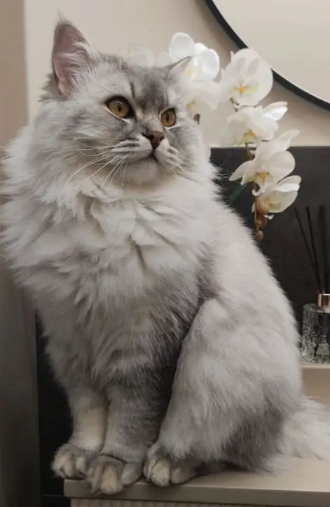 gatto lost   25050 Rodengo Saiano Mathysse