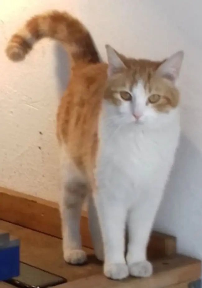 gatto lost   25040 Angolo Terme Matisse