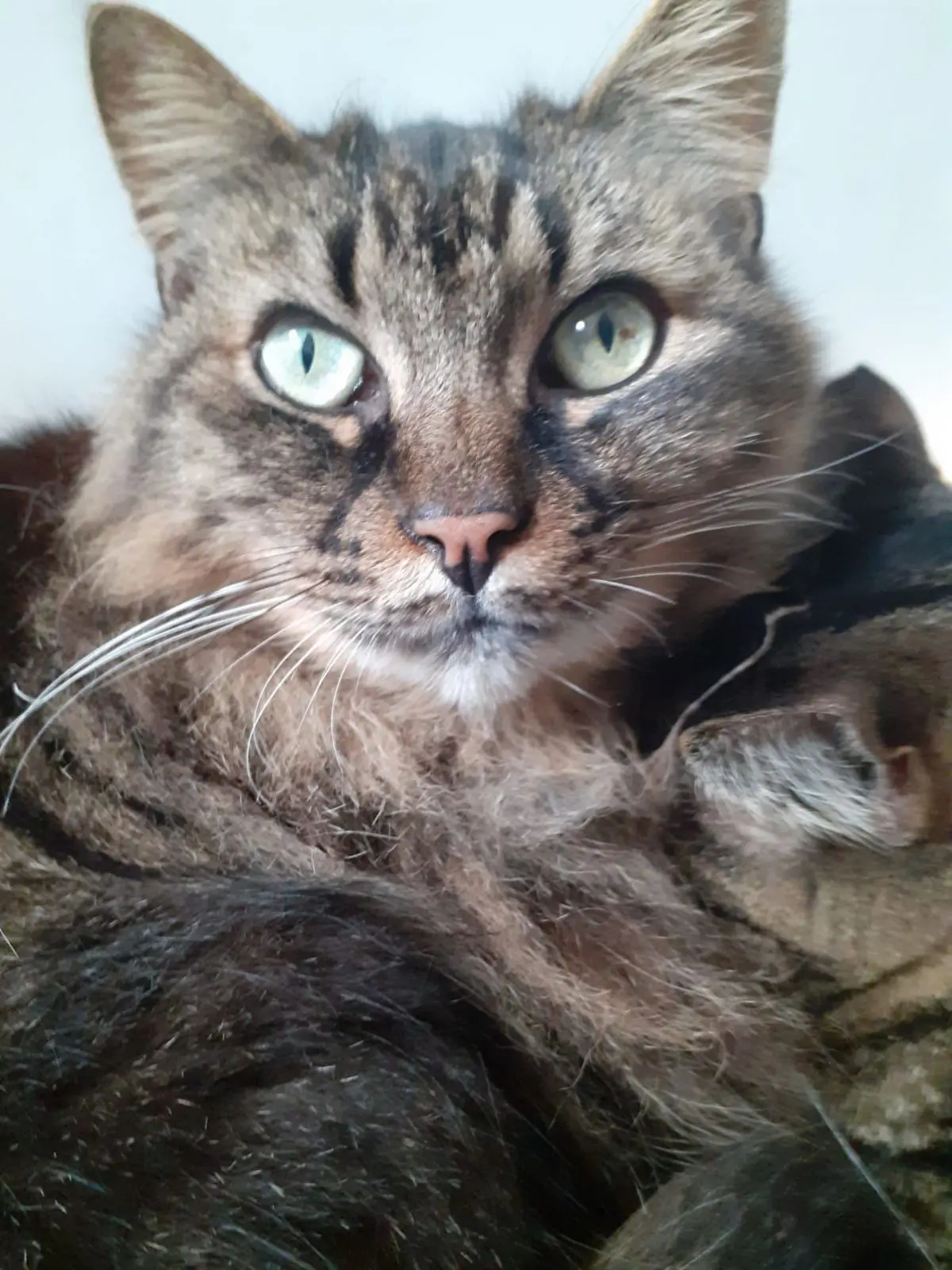 gatto lost    San Paolo Merlino