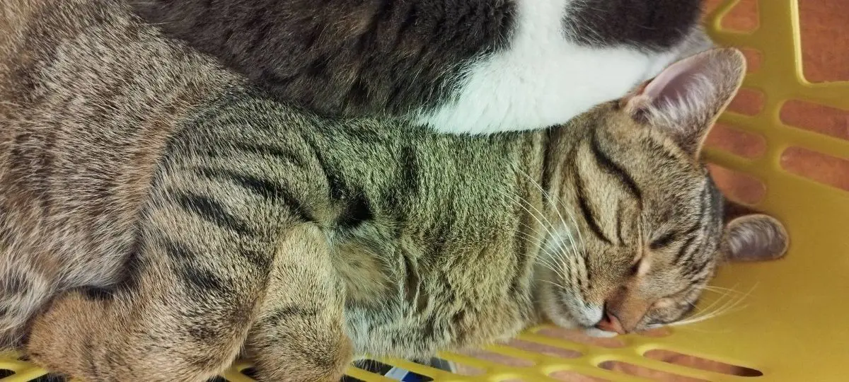 gatto lost   25034 Orzinuovi Patapunfete