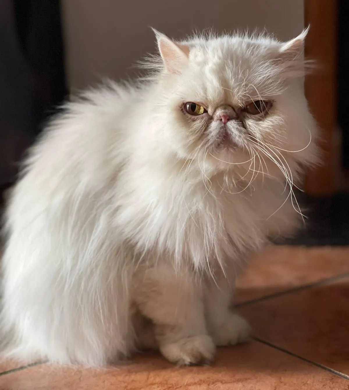 gatto lost   25020 Milzano Perla