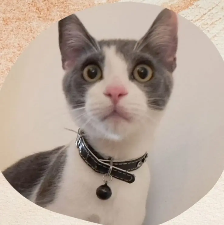 gatto lost   25030 Lograto Rio