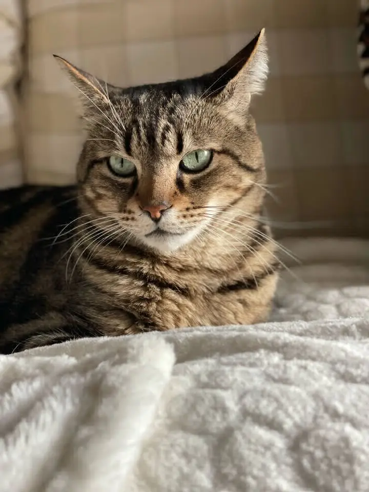 gatto lost   25057 Sale Marasino Rustyn