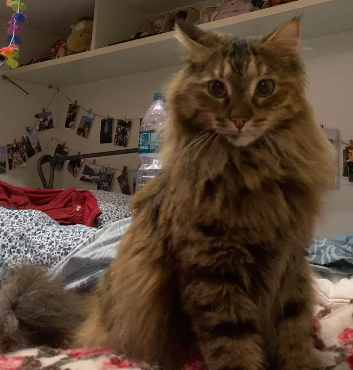 gatto lost   25064 Gussago Sandy