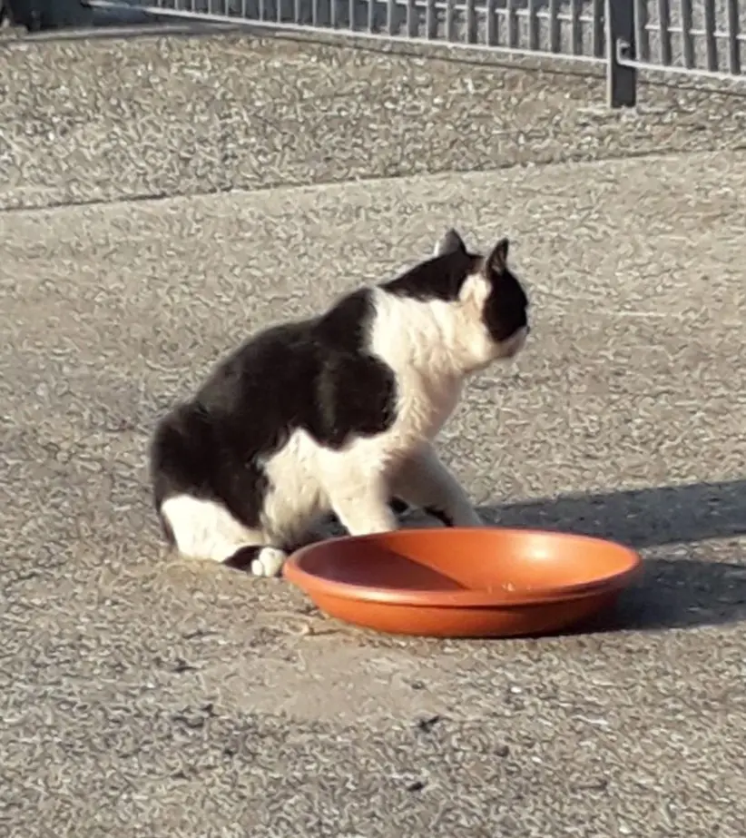 gatto lost   25060 Cellatica Silvestro