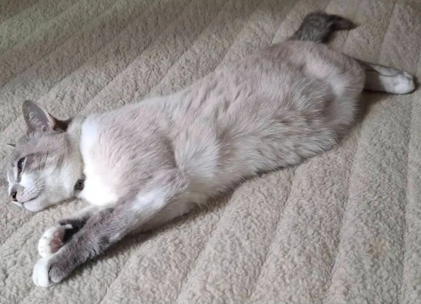 gatto lost   25025 Manerbio Simba