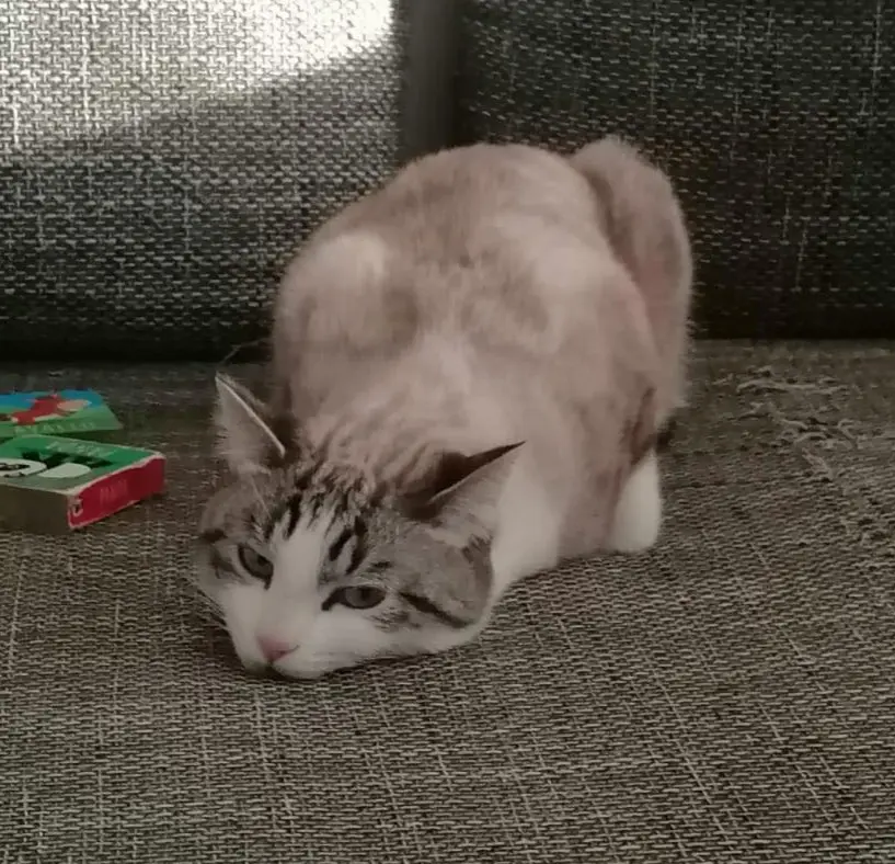 gatto lost   25018 Montichiari Sirio