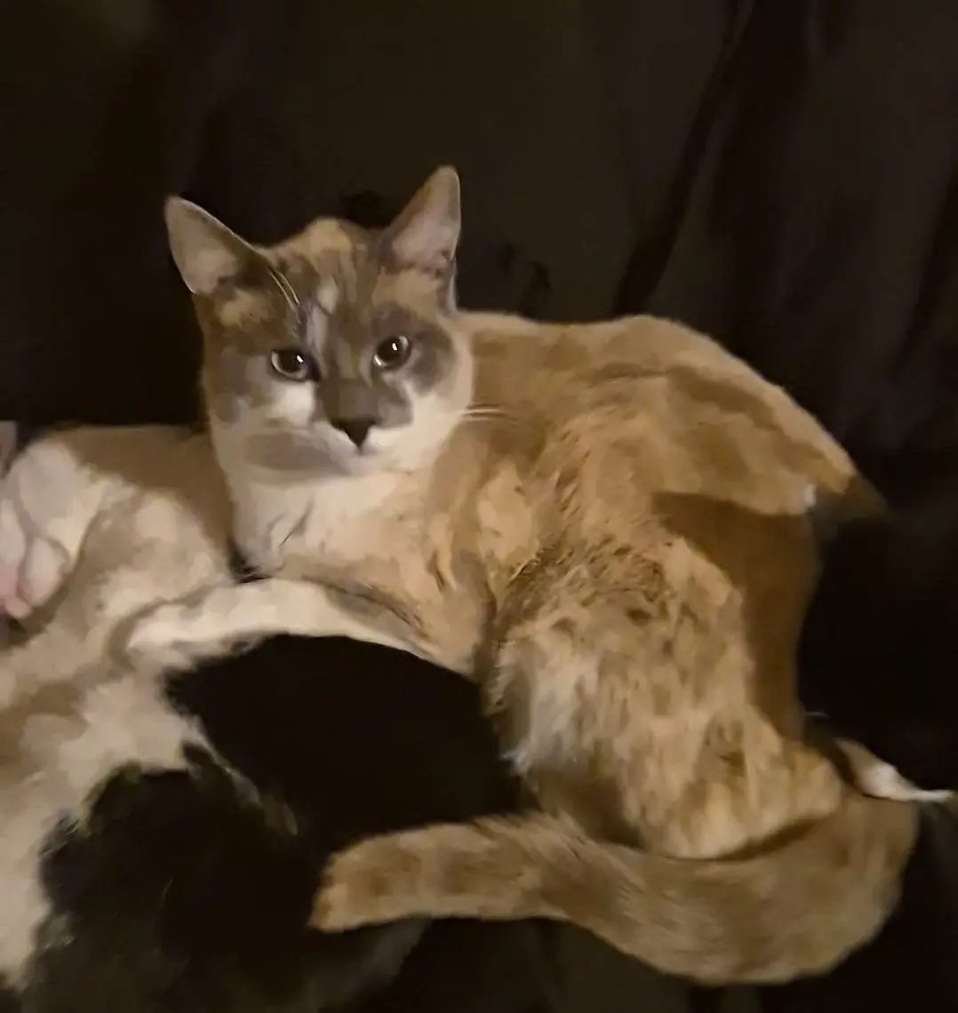 gatto lost    Longhena Snow