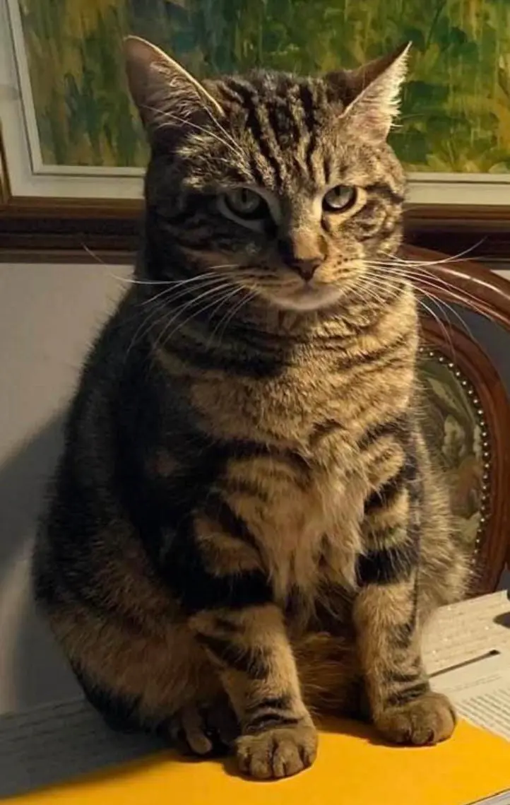 gatto lost   25080 Calvagese della Riviera Spartaco