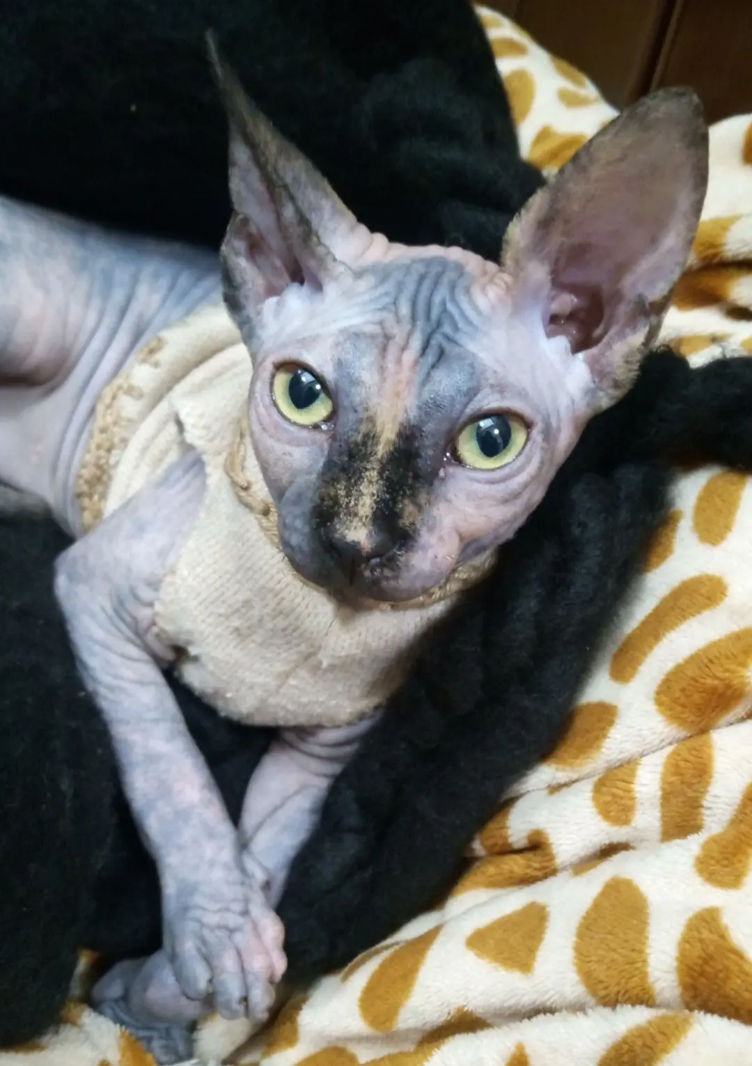 gatto lost   25030 Castel Mella Zaira