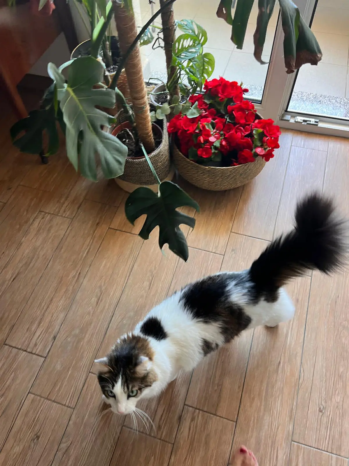 gatto lost   09028 Sestu Alfio