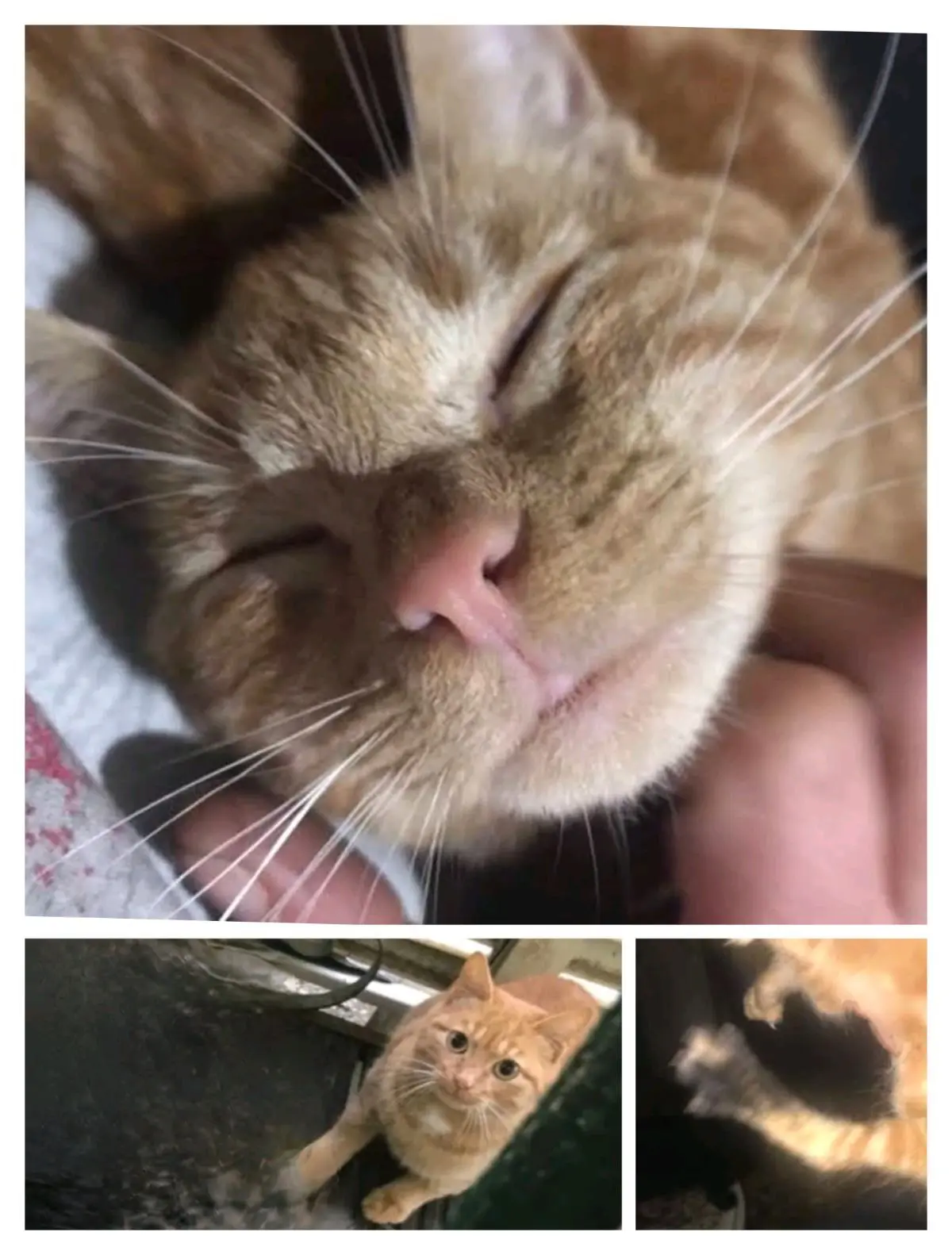 gatto lost    Cagliari Highlander