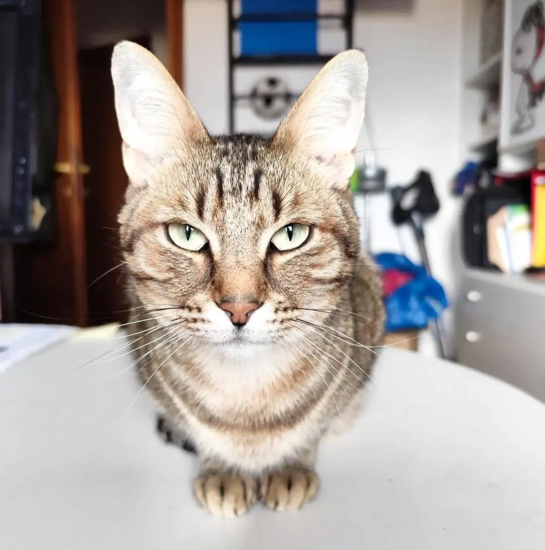 gatto lost    Cagliari Lillo