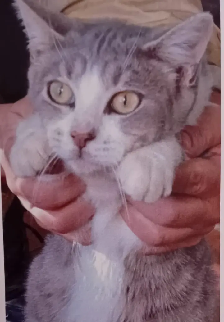 gatto lost    Cagliari Mouse