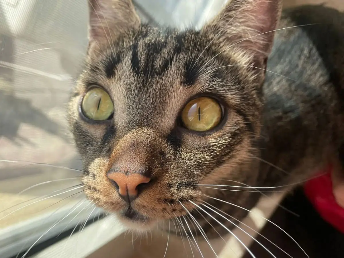 gatto lost    Cagliari Sky