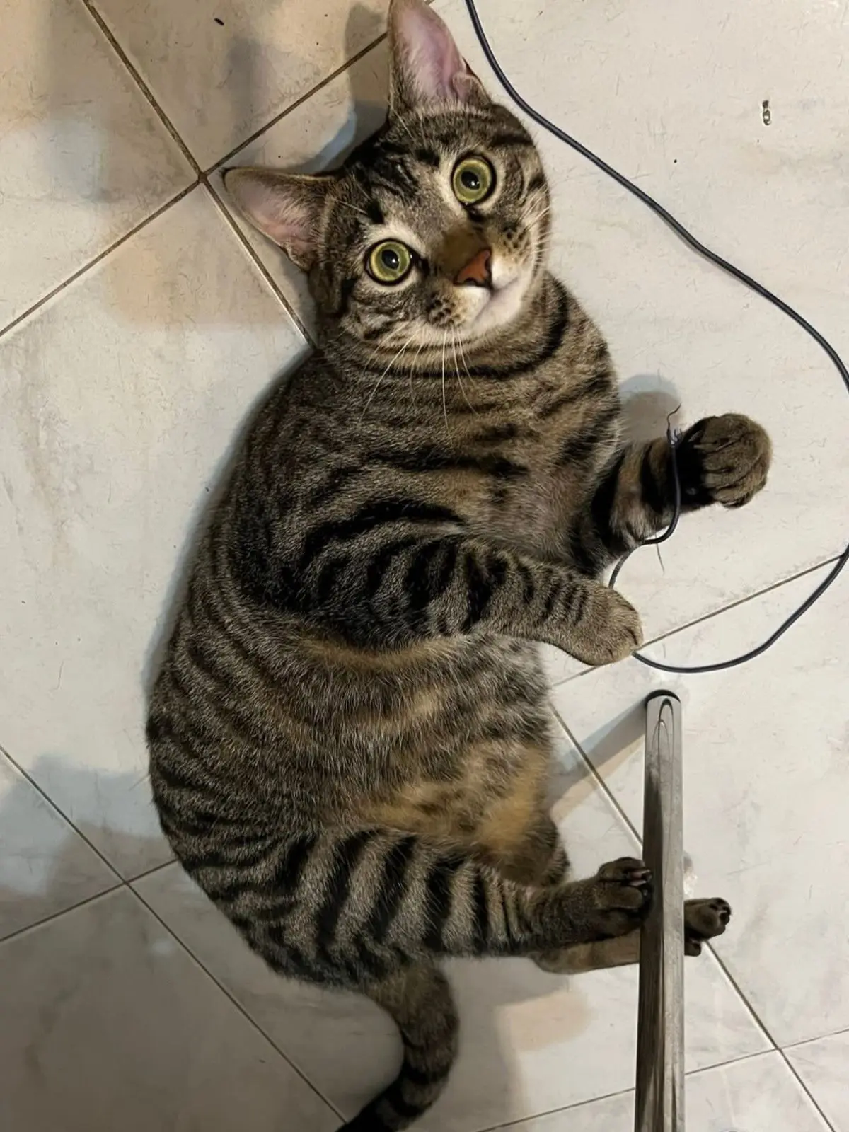 gatto lost    Cagliari Tigro