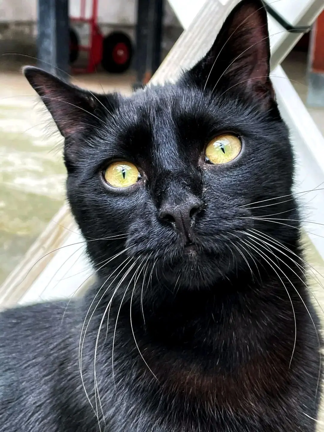 gatto lost    Cagliari Willy