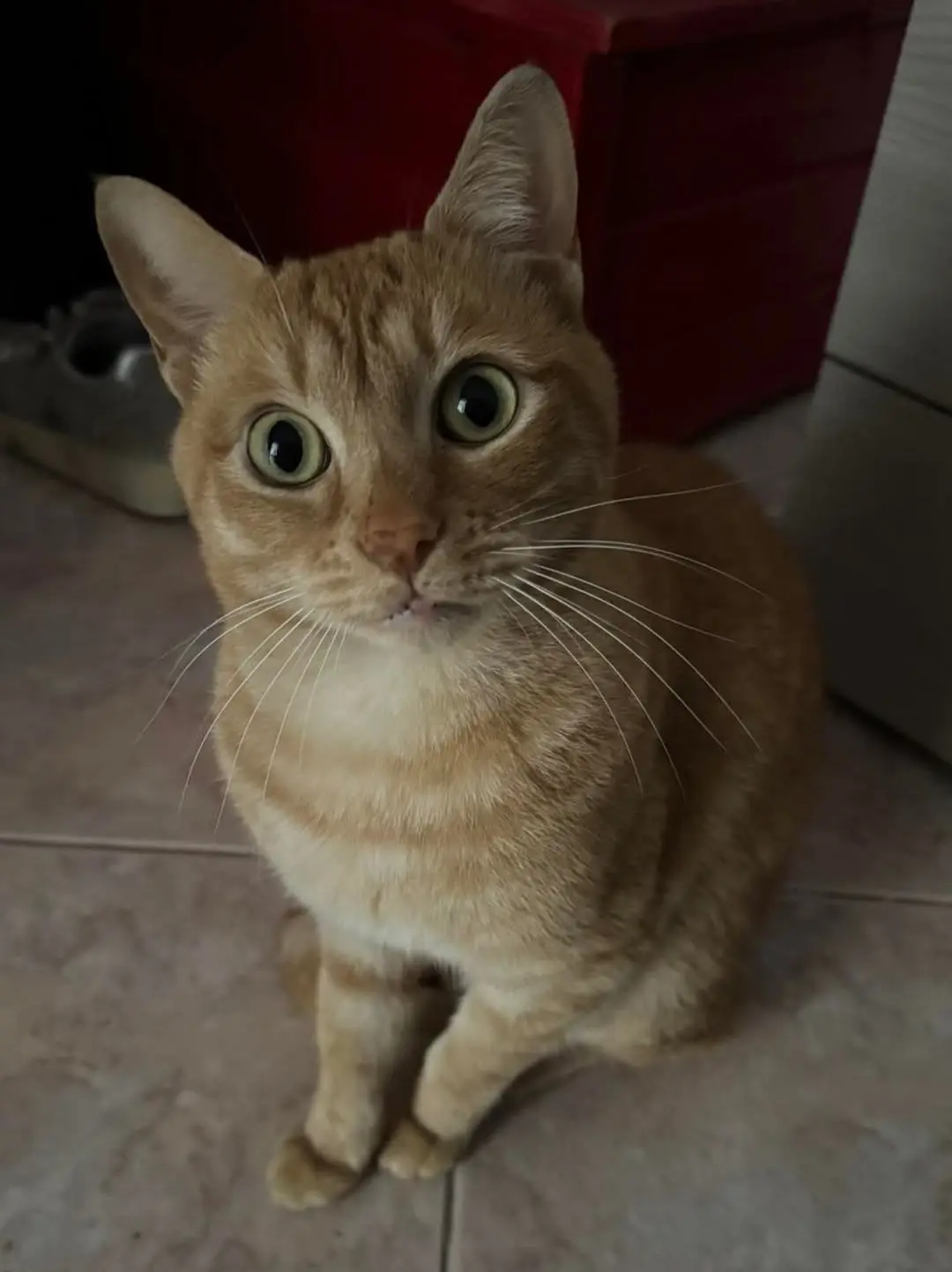 gatto lost   09033 Deximumannu/Decimomannu Chandler