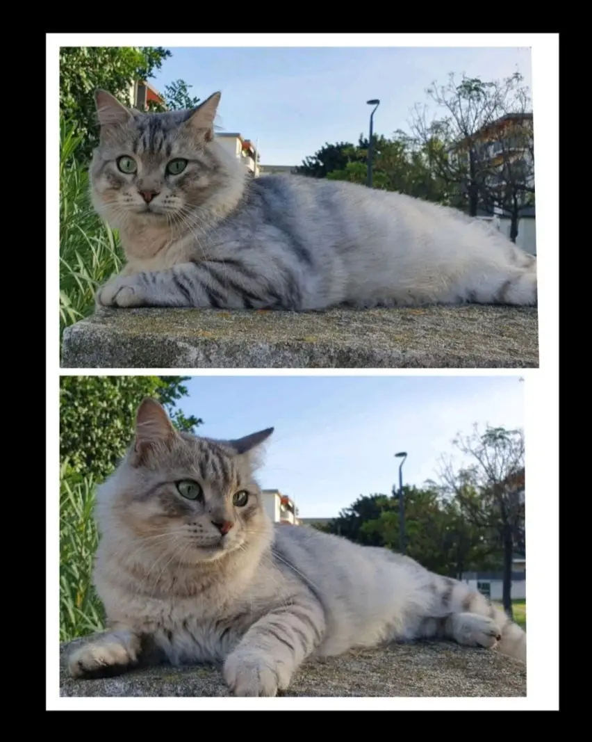 gatto lost   09045 Quartu Sant'Aleni/Quartu Sant'Elena Fumé