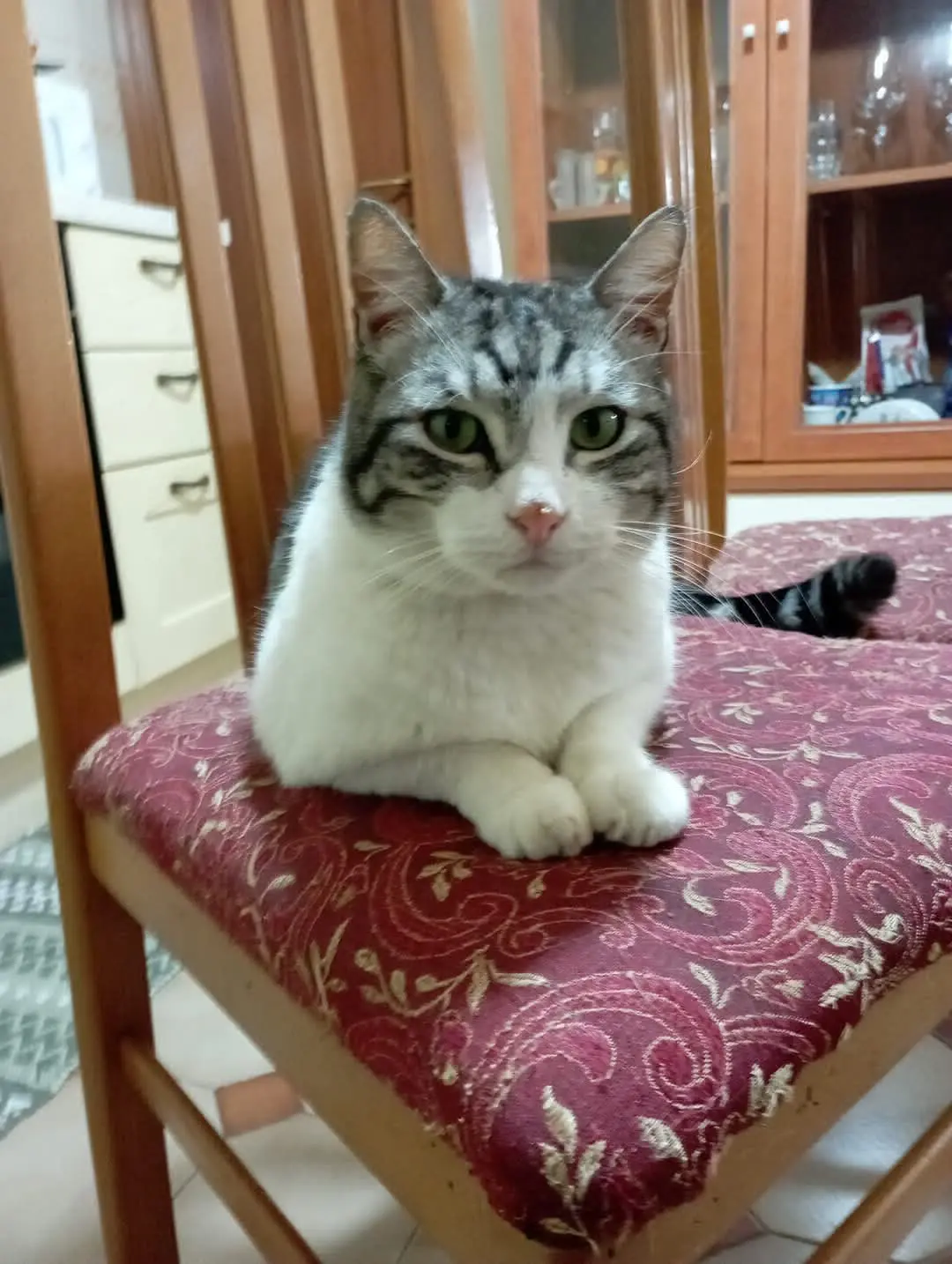 gatto lost   09047 Ceraxus/Selargius Furetto