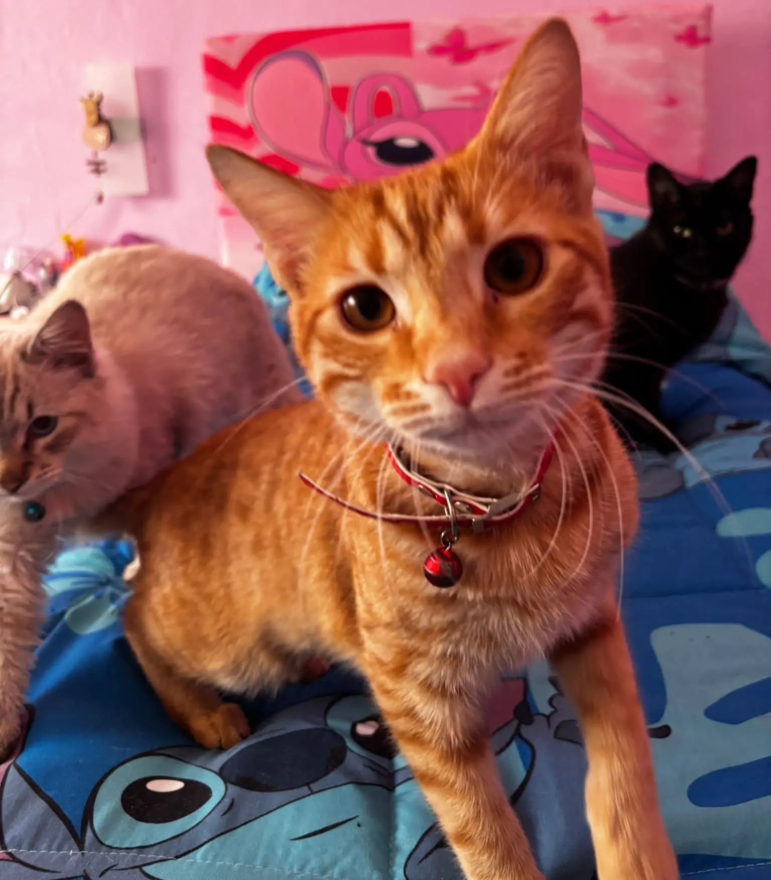 gatto lost   09045 Quartu Sant'Aleni/Quartu Sant'Elena Leo