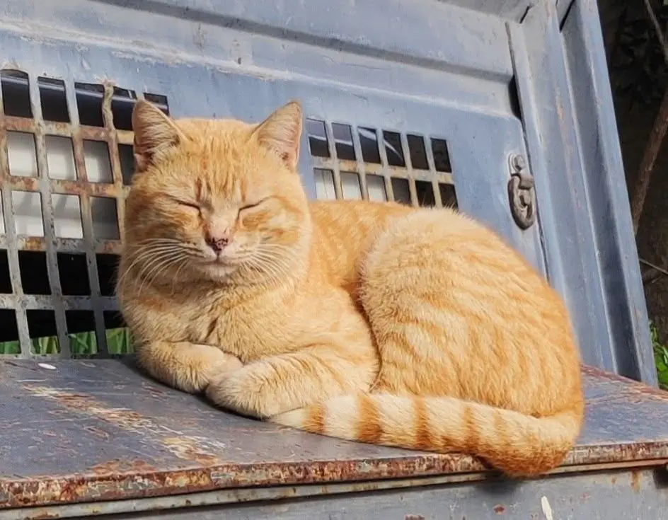 gatto lost   09040 Maracalagonis Lupin