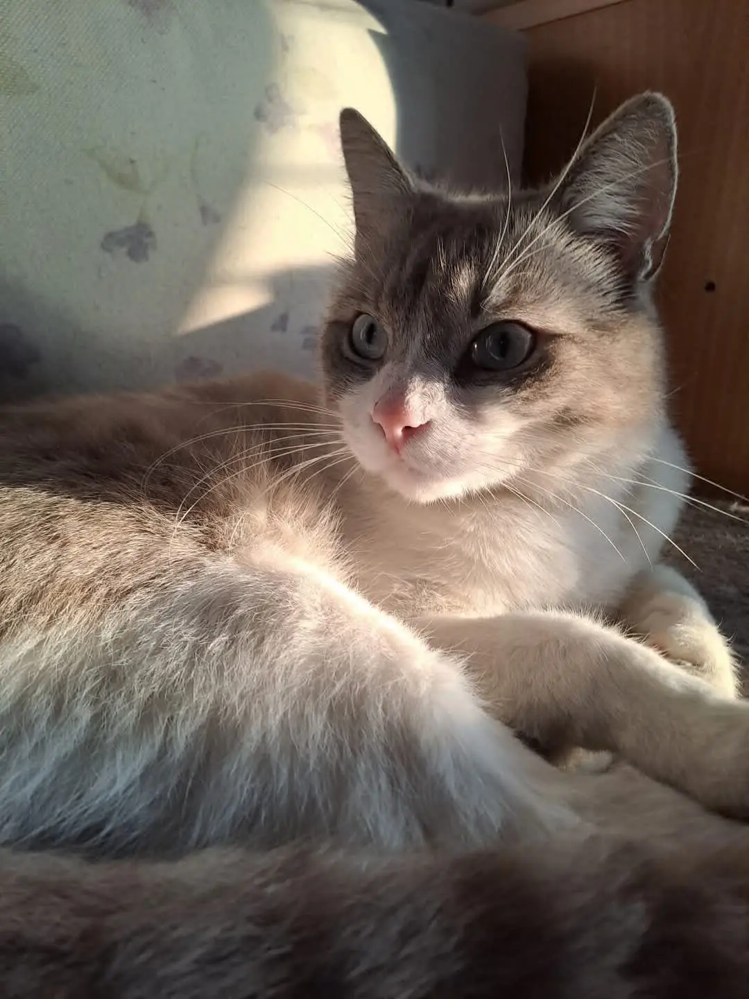 gatto lost   09045 Quartu Sant'Aleni/Quartu Sant'Elena Nio