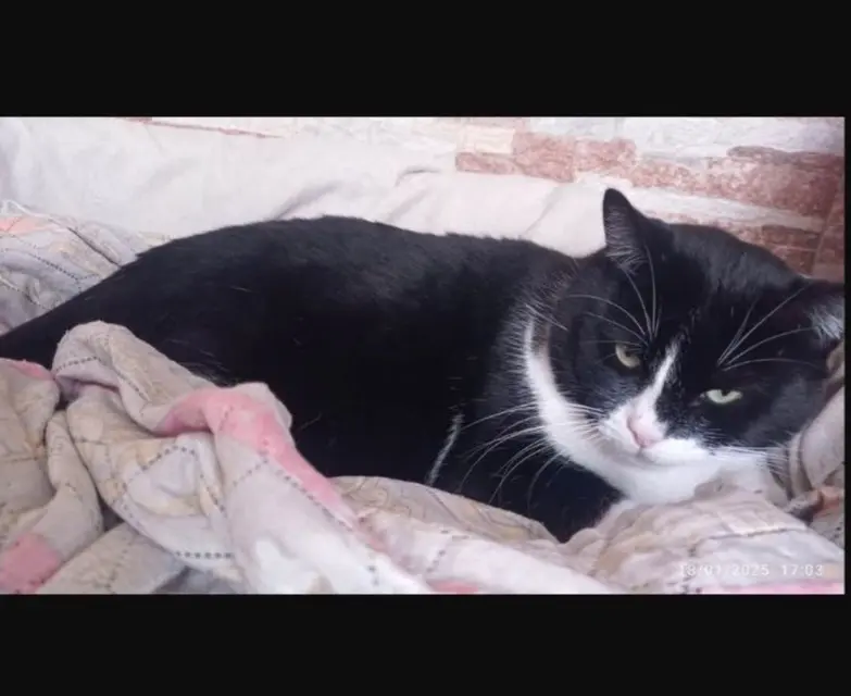 gatto lost   09042 Paùli/Monserrato Noa