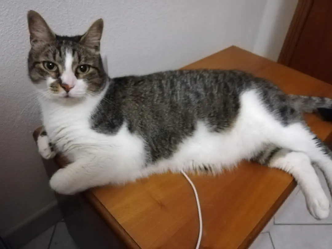 gatto lost   09042 Paùli/Monserrato Oliver